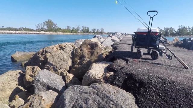 Овцеголовая рыба с зубами как у человека! The sheepshead fish has human teeth! смотреть онлайн
