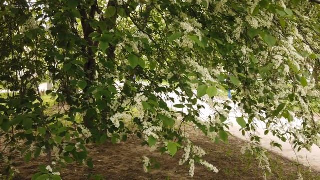 Цветение островской черёмухи смотреть онлайн