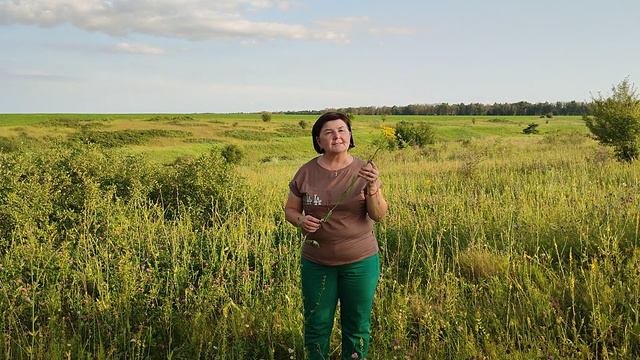 Знакомство с травянистыми растениями.