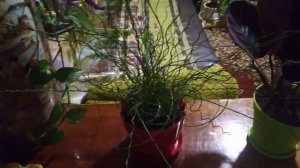 Комнатные цветы Завораживающий Джункус