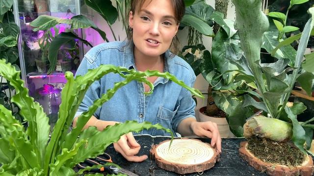 Super EASY Plant Wall Mounting 🌿 Why + How To Mount Houseplants on Wood смотреть онлайн