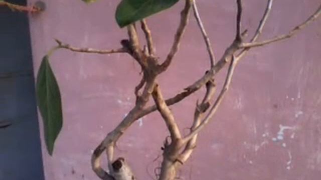 indian ficus benghalensis(banyan) bonsai part-1 смотреть онлайн