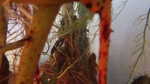 Ива Корни в Аквариуме