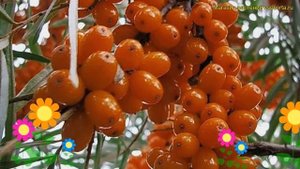 Облепиха масленичная. Краткий обзор, описание характеристик, где купить саженцы hippophae rhamnoide