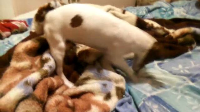 Джек Рассел Терьер Джесси и Раскопки дивана смотреть онлайн