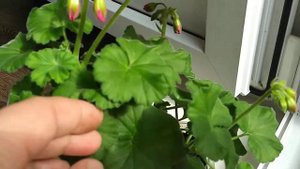 Пеларгония Toscana Katarina