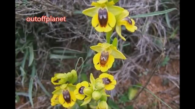 World Flowers Look Like Humans Animals And Insects نباتات وازهار تشبه الانسان والحيوانات смотреть онлайн