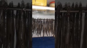 Таранка без сушилки из мойвы.