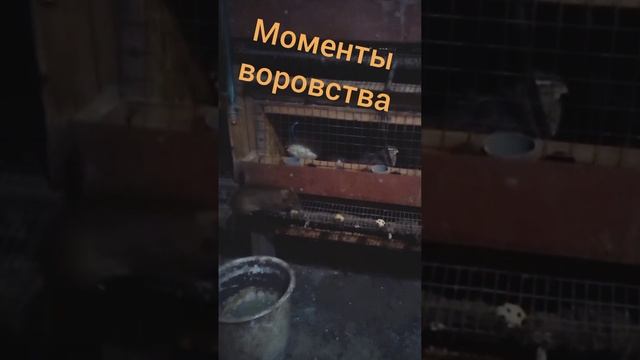 перепела перестали нестись