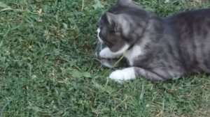 КОТ ПОЙМАЛ МЫШЬ / Как кот играет с ЖИВОЙ МЫШКОЙ