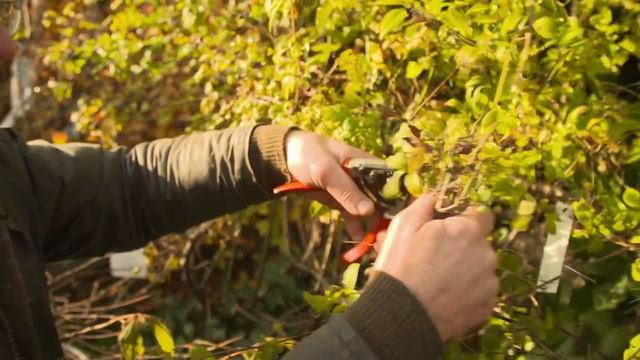 Wie und wann schneidet man spätblühende Clematis zurück? | James der Gärtner смотреть онлайн