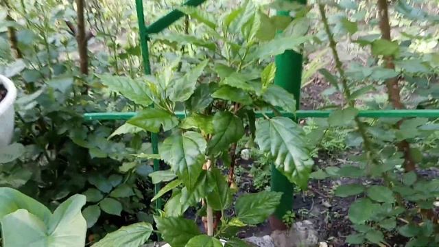 Непревзойдённая,Царица сада роза Фламентанц. смотреть онлайн