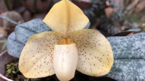 Paphiopedilum concolor