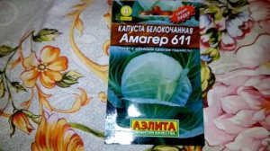 Ознакомление с белокочанной капустой Амагер 611