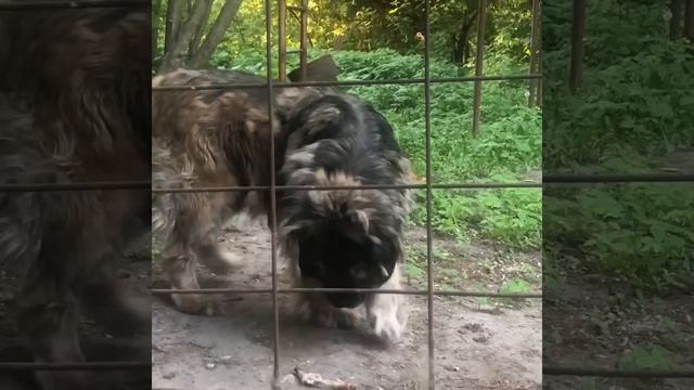 Кавказец большой ( Кавказская овчарка )))150кг смотреть онлайн