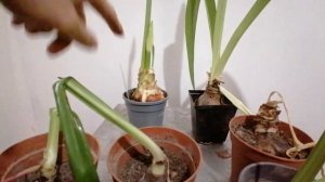 Гиппеаструм (амариллис) цветёт три раза в год. Правильный полив.