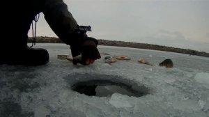 Ловля крупного окуня зимой на мормышку. Техника проводки.