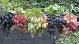 Осенний вернисаж винограда, сохранившегося на 24.09.2021