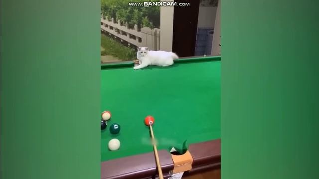 Самые смешные животные 2023 ? Самые смешные кошки и собаки ?? смотреть онлайн