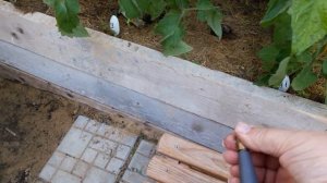 Лекарство от вершинной гнили от Ивана Русских.