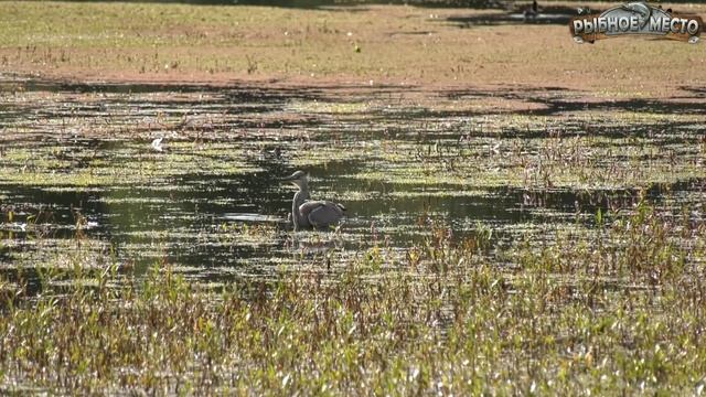 Запахи которые карп чувствует осенью за километр! Карпы будут клевать постоянно если ... смотреть онлайн
