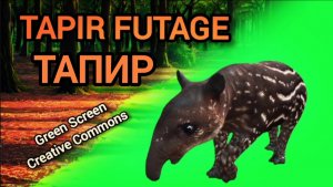 Тапир green screen футаж. Видео анимация Тапир на зелёном фоне.