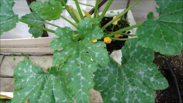 ПЕРВЫЙ ОПЫТ ВЫРАЩИВАНИЯ РАННИХ КАБАЧКОВ смотреть онлайн