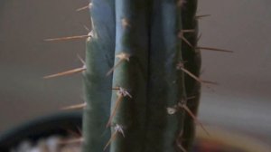 Trichocereus bridgesii - Achuma - Cactus from Bolivia