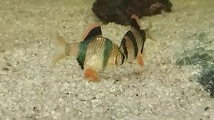 Брачные игры барбусов.