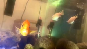 Псевдотрофеус красная зебра