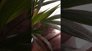 ??Ховея заболела.В чем причина и как спасти цветок.Битва за Ховею началась!✌✌