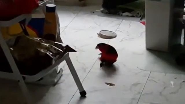 Черноголовый Лори попугай Гоша кавелеша. black capped lory смотреть онлайн