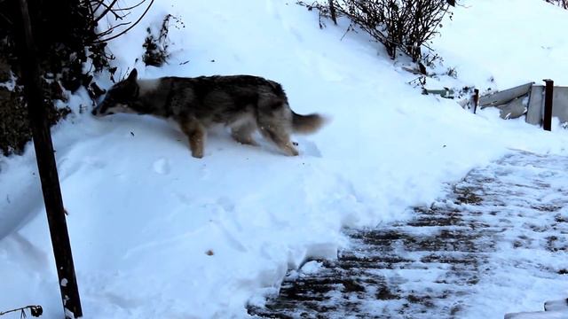 Субтропики в декабре 2016. смотреть онлайн