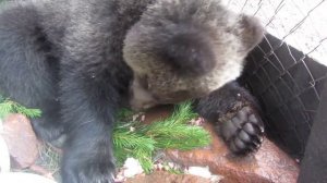 мишка ест кедровую шишку