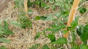 ТОМАТЫ гномы  - когда я буду сеять на рассаду!