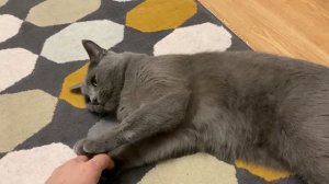 Мой кот русская голубая кошка