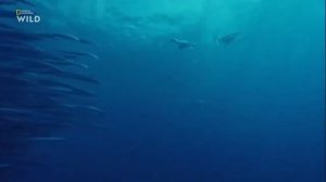 Nat Geo Wild.Чудеса океана. Острова спасения