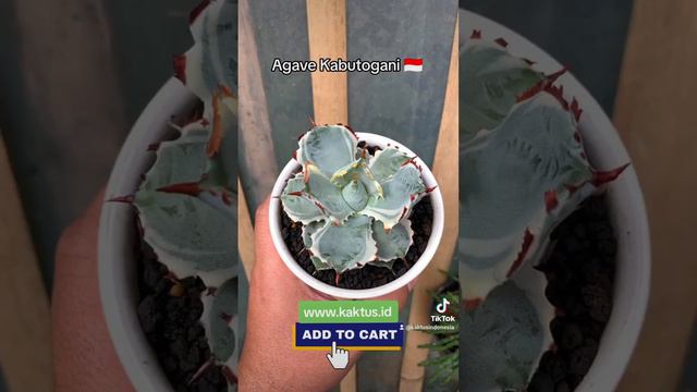 #Agave Kabutogani 🇮🇩