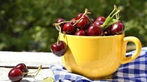 Как защитить черешню от птиц?