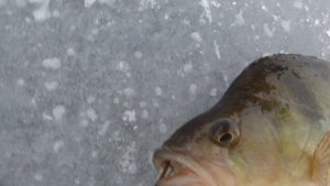 Зимняя рыбалка 14.01.2023 г. на платном пруду в Черкасском Белгородской обл.