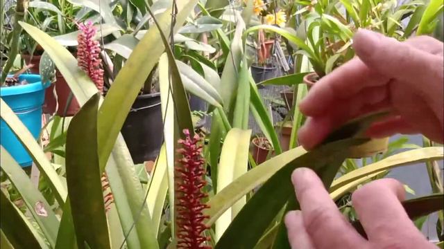 VOLTEI AMIGOS! Faça Florescer sua orquídea Arpophyllum Giganteum смотреть онлайн