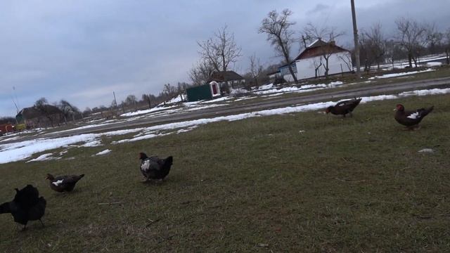 Мускусные утки Расклёв Канибализм утки Мулард выщипывают перо Индоутки Сельская жизнь #сельскаяжизн