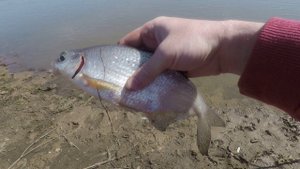 Рыбалка на Фидер - Прикормка РИС - НОВАЯ ОСНАСТКА АССИСТЕНТ - р.Белая