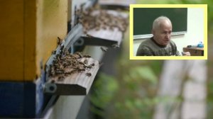 Слёт пчёл. Почему пчелы выбрасываются из гнезда. Секреты Кашковского.