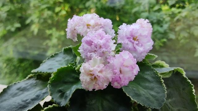 Фиалка ЛЕ- Изольда. смотреть онлайн