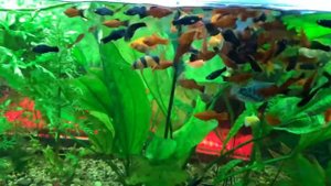 УФ в аквариуме! Бактериальная вспышка!