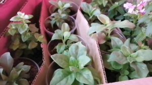 Петхоа - плюсы в выращивании !