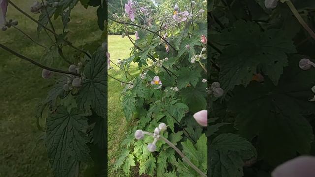 Анемона японская в ландшафтном дизайне моего сада🌺 # Herbstanemone in meiner Gartengestaltung...