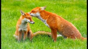 Лиса,познавательное видео для детей