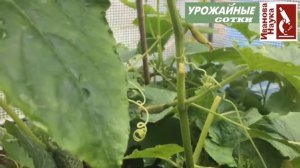 Желтеет и гниет завязь огурца? Как спасти урожай?